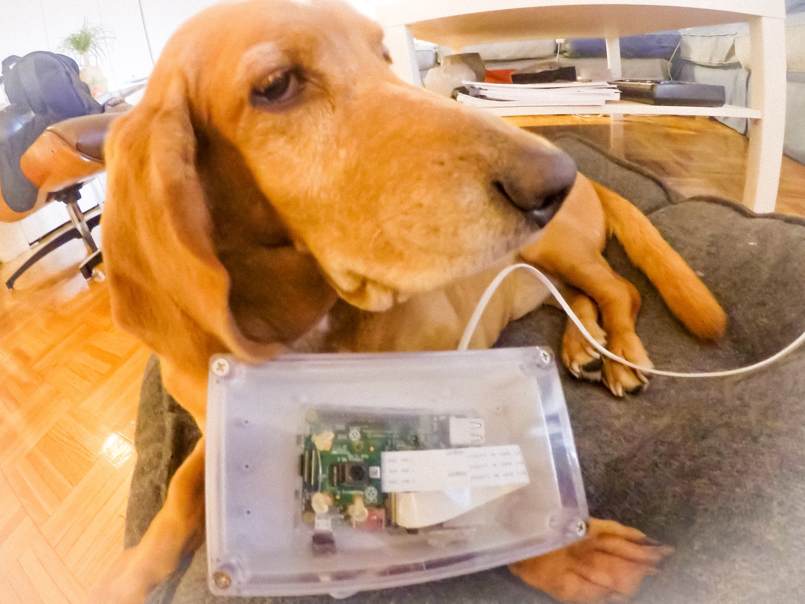 Tensorflow for dogs